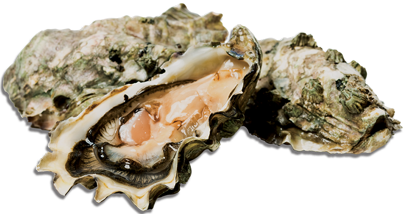 Seafood Shells - Northern Recycling and Waste Services
