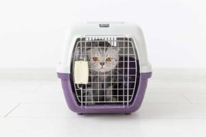 cat in carrier