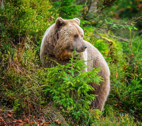 A peaceful brown bear foraging among lush greenery in a serene forest during autumn
